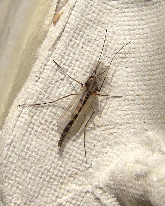 crane-fly